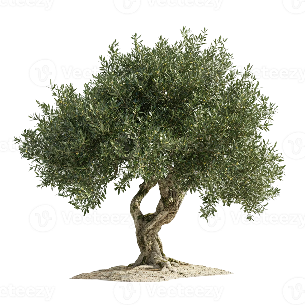 Olive tree adoption